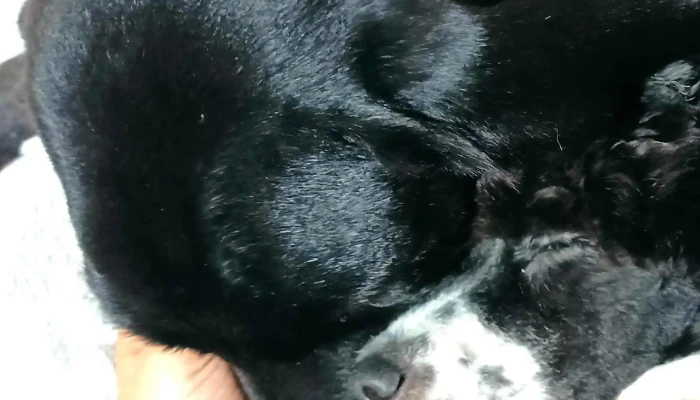 Veterinaria Capurro Peluqueria Canina Sitio Web - Montevideo