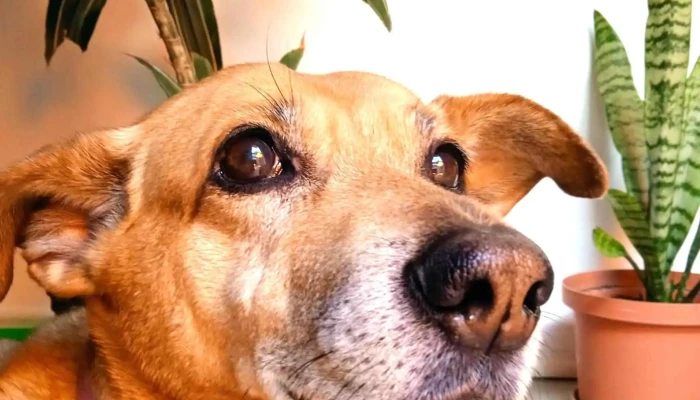 Veterinaria Capurro Peluqueria Canina Telefono - Montevideo