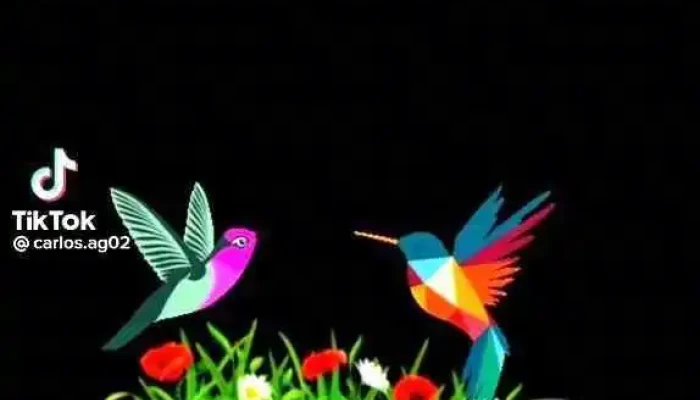 Veterinaria Capurro Peluqueria Canina Videos - Montevideo