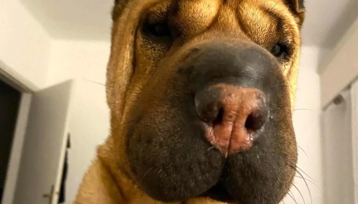 Veterinaria Capurro Peluqueria Canina Zona - Montevideo