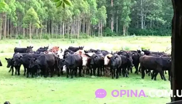 Veterinaria Cecilia Luberriaga - Departamento De Durazno