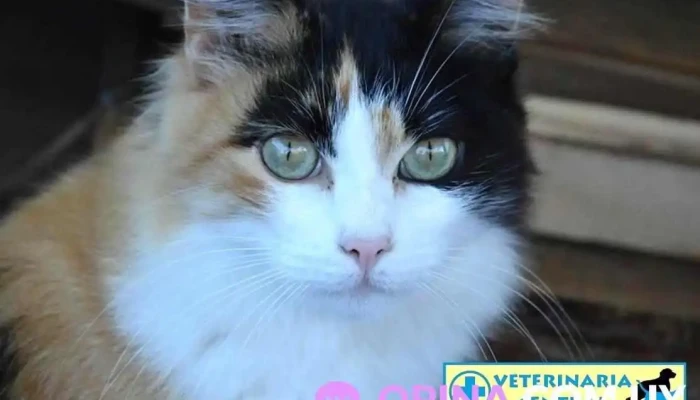 Veterinaria Central - 90000 Canelones