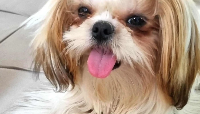 Veterinaria Cimarrona -  Catalogo - Melo