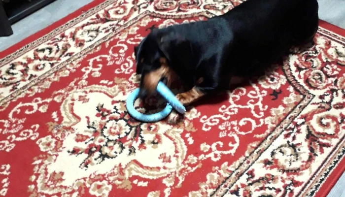 Veterinaria Cimarrona -  Direccion - Melo