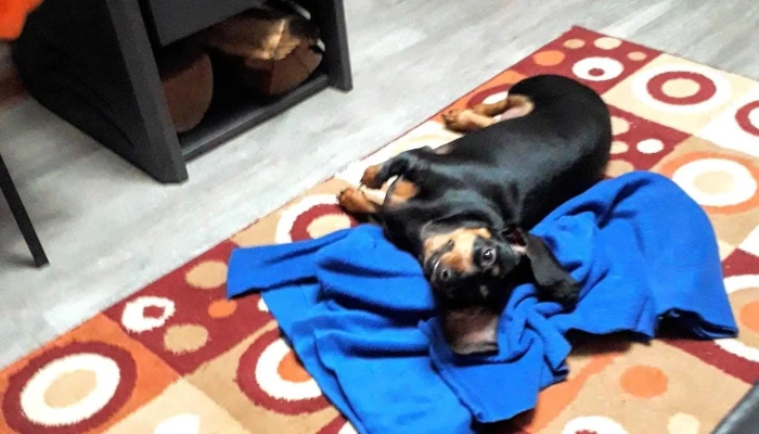 Veterinaria Cimarrona -  Fotos - Melo