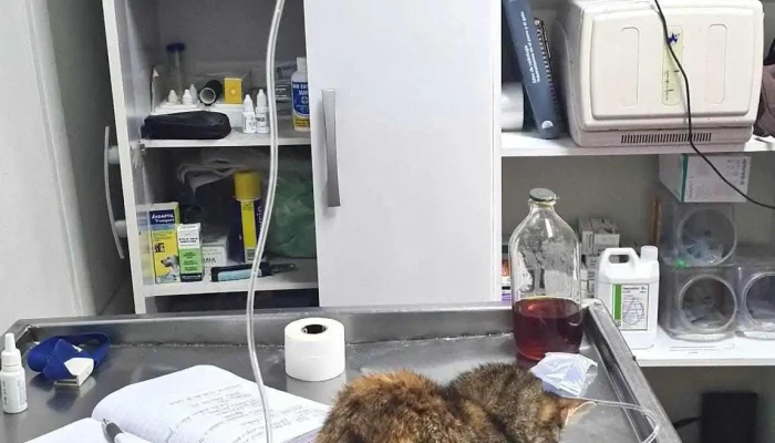 Veterinaria Cimarrona -  Gato - Melo