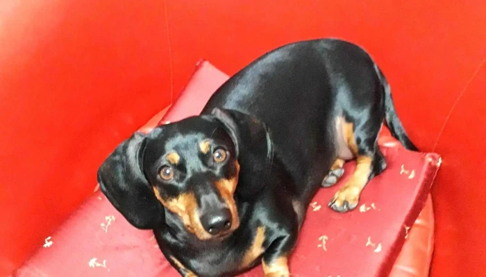 Veterinaria Cimarrona -  Horario - Melo