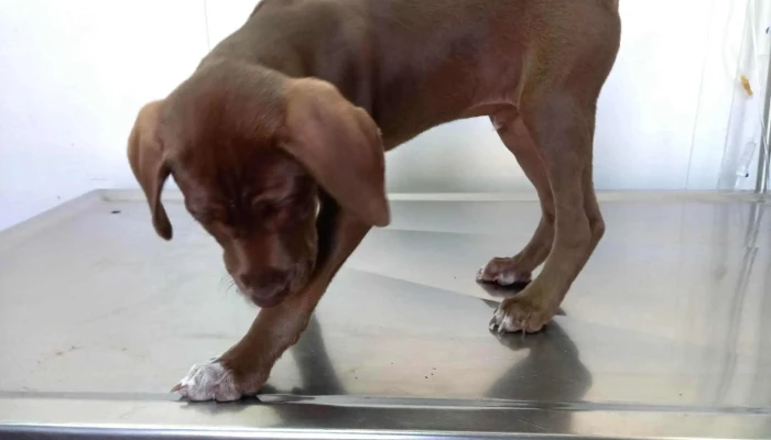 Veterinaria Cimarrona -  Perro - Melo