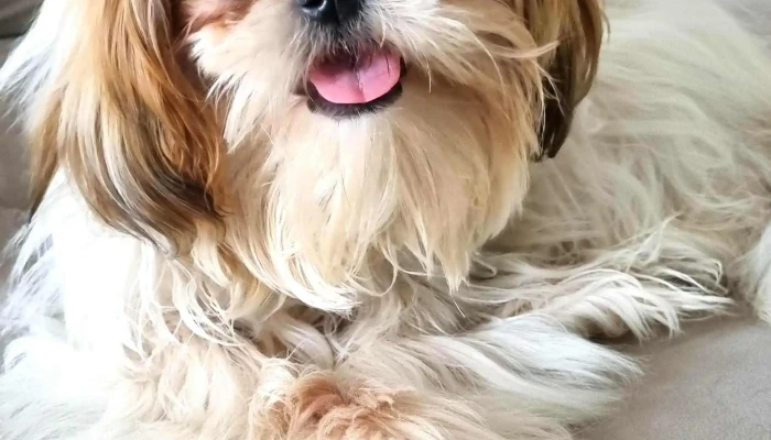 Veterinaria Cimarrona -  Sitio Web - Melo