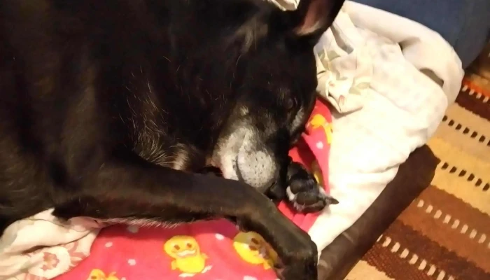 Veterinaria Cuchilla Grande -  Comentarios - Montevideo