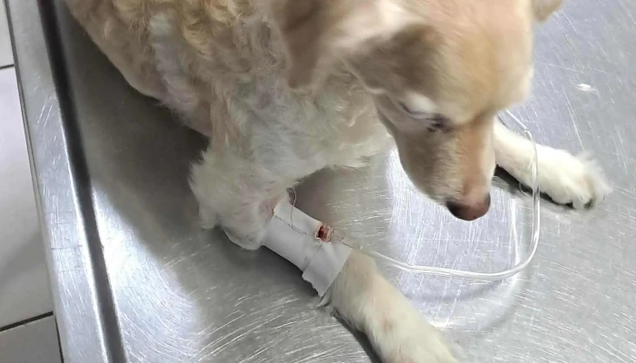 Veterinaria Cuchilla Grande -  Donde - Montevideo