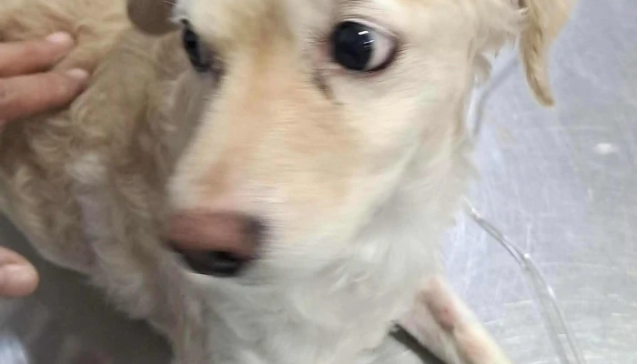 Veterinaria Cuchilla Grande -  Horario - Montevideo