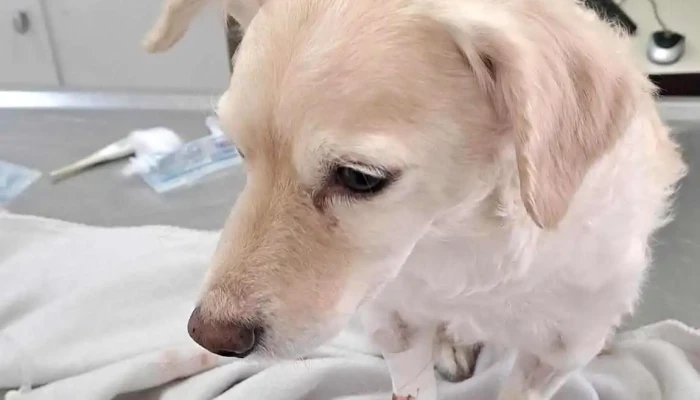 Veterinaria Cuchilla Grande -  Perro - Montevideo