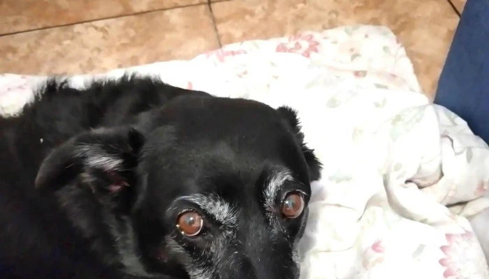 Veterinaria Cuchilla Grande -  Sitio Web - Montevideo