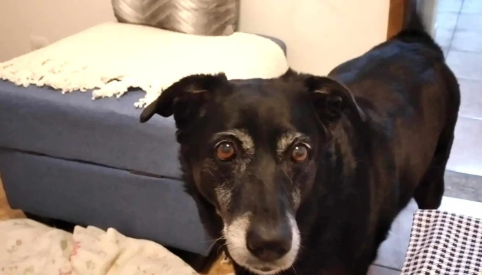 Veterinaria Cuchilla Grande -  Videos - Montevideo