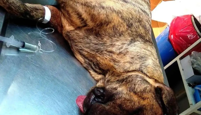 Veterinaria Curupaytí - Av. Perez Butler