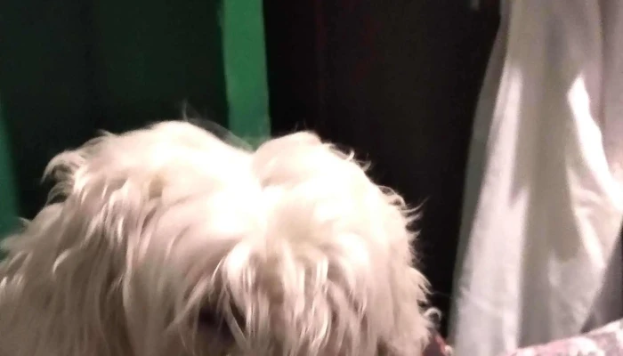 Veterinaria Dumbo -  Sitio Web - Durazno