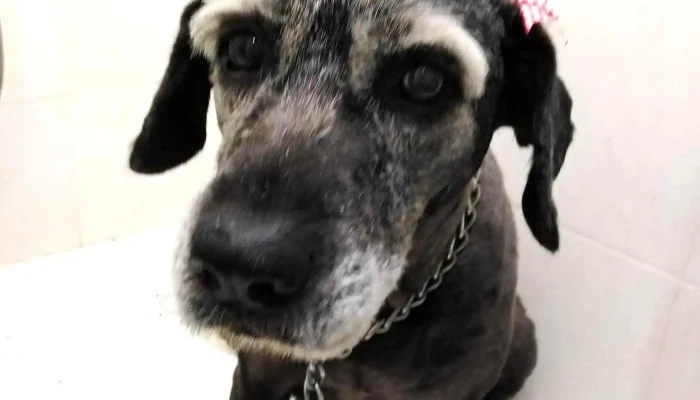 Veterinaria El Capricho - 200