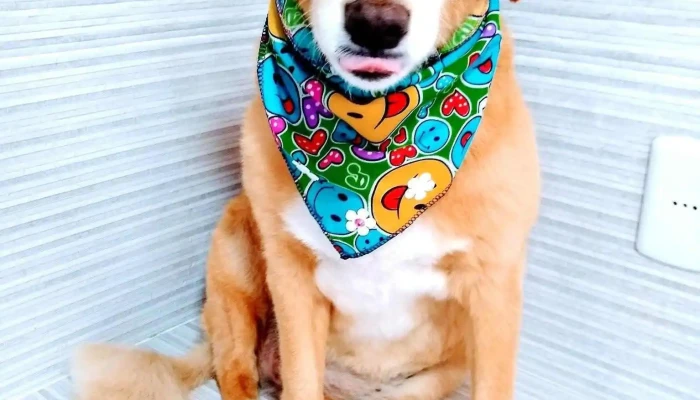 Veterinaria Fauna Urbana - 40000 Rivera