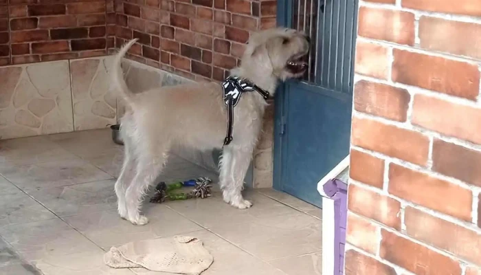 Veterinaria Fraschini - Gral. Artigas