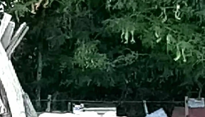 Veterinaria Fraschini Guichon Videos - Guichón