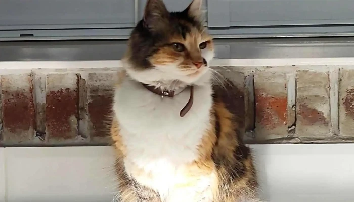 Veterinaria Garzón - 12900 Montevideo