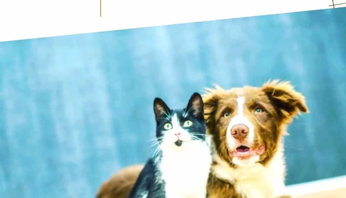 Veterinaria Huellas dra Stella Ferraz - 15500 Barros Blancos