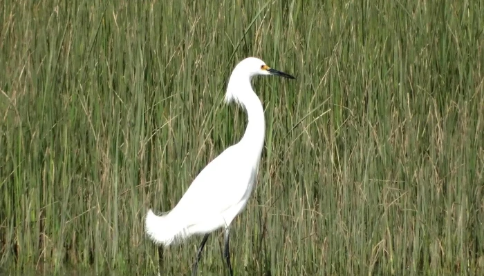Veterinaria Humedales - Tamandua Esq