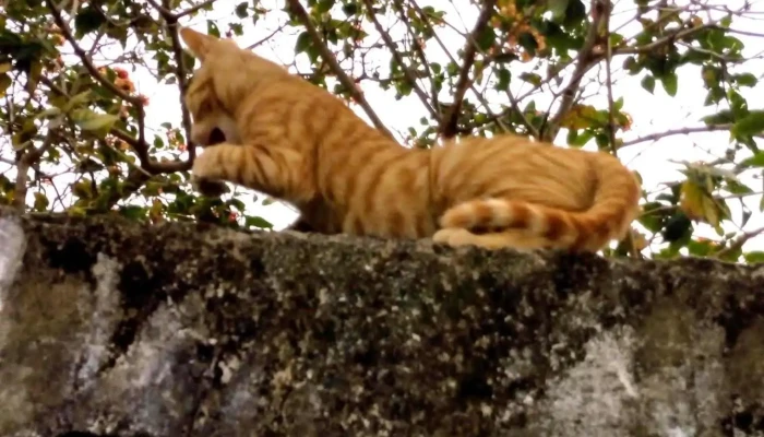 Veterinaria La Baguala Gato - Paysandú