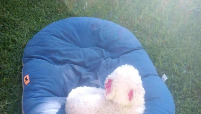 Veterinaria La Baguala Opiniones - Paysandú