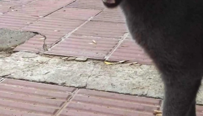 Veterinaria La Baguala Zona - Paysandú