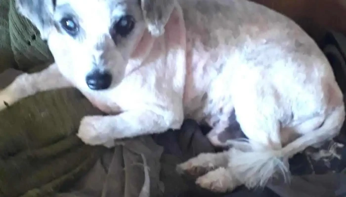 Veterinaria La Colonial - 70000 Col. Del Sacramento