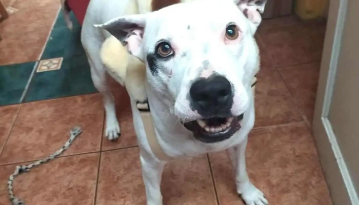 Veterinaria La Diligencia - 11300 Montevideo