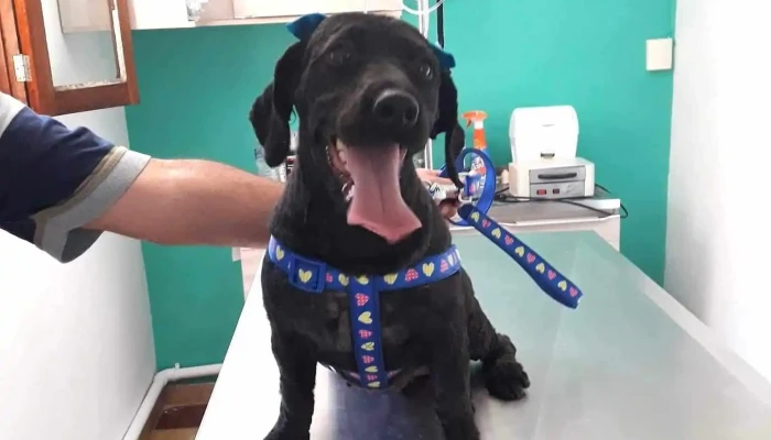 Veterinaria La Huella - 40000 Rivera