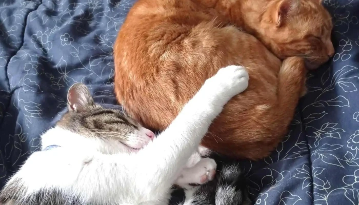 Veterinaria La Manada -  Descuentos - Rocha