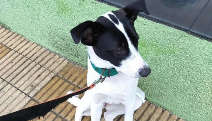 Veterinaria La Manada -  Numero - Rocha