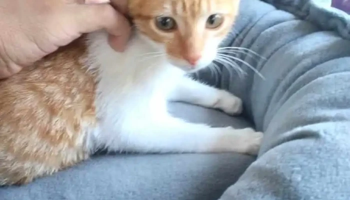 Veterinaria La Querencia -  Gato - Sauce