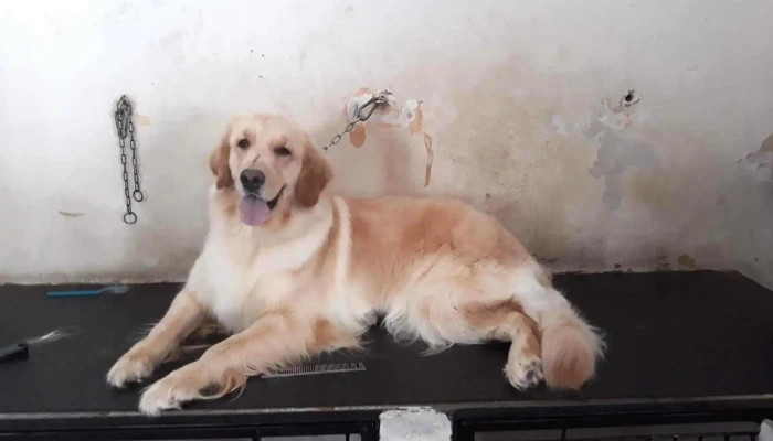 Veterinaria La Querencia -  Precios - Sauce