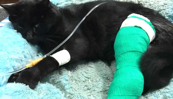 Veterinaria Las Sierras -  Gato - Chuy