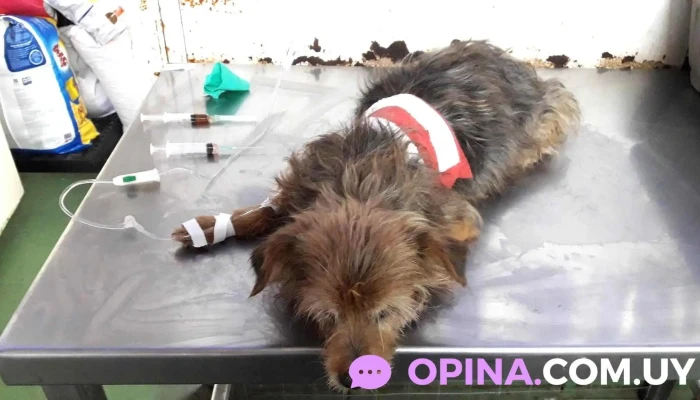 Veterinaria Libia Punta De Rieles - 12100 Montevideo