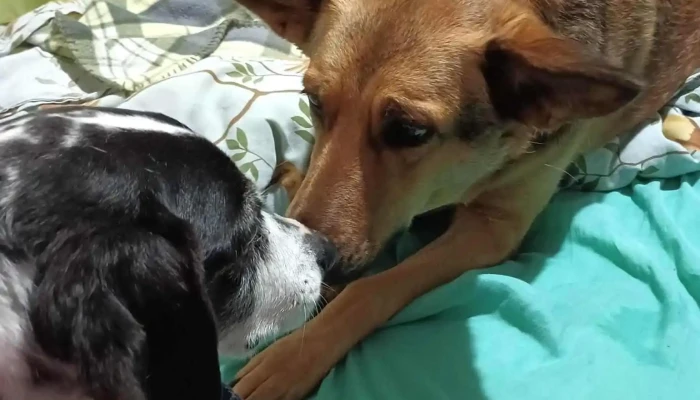 Veterinaria Malú - 12300 Montevideo