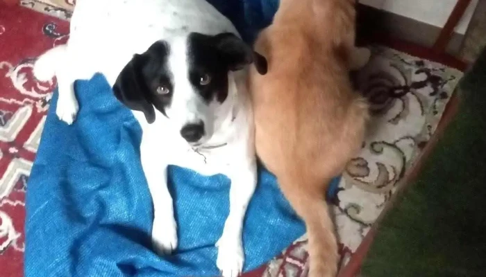 Veterinaria Marra - 80000 San José De Mayo