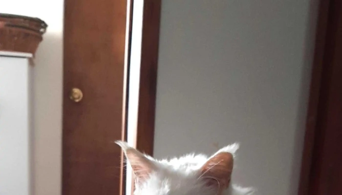 Veterinaria Merida Cerca De Mi - Santa Lucía