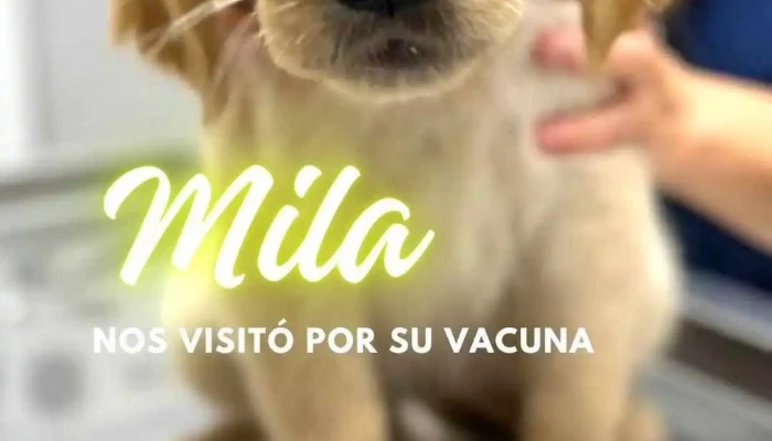 Veterinaria Merida Del Propietario - Santa Lucía