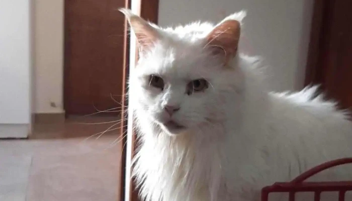 Veterinaria Merida Gato - Santa Lucía