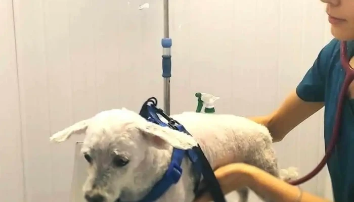 Veterinaria Mima2 - 12800 Montevideo