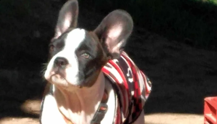 Veterinaria Molino Quemado -  Comentarios - Melo