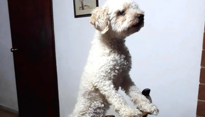 Veterinaria Nan -  Abierto Ahora - Paysandú