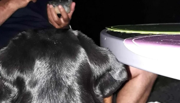 Veterinaria Nan -  Comentarios - Paysandú