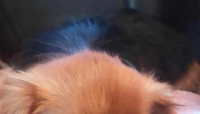 Veterinaria Nan -  Descuentos - Paysandú